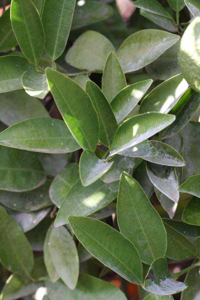              Sun leaves (Riverside, CA)       